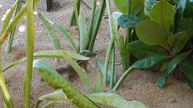 201502 Sri Lanka Induruva beach iguana wiewiórki смотреть онлайн