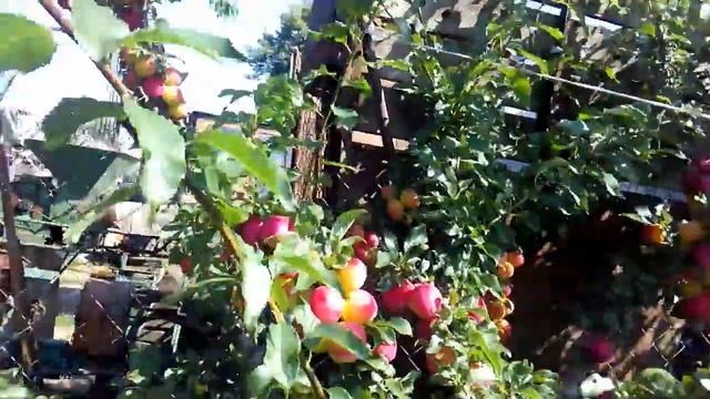 Урожай слив 23 07 17 смотреть онлайн
