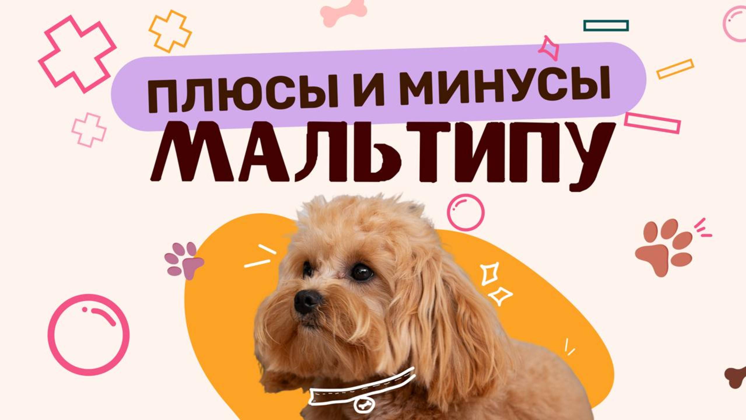 Плюсы и минусы породы Мальтипу! смотреть онлайн