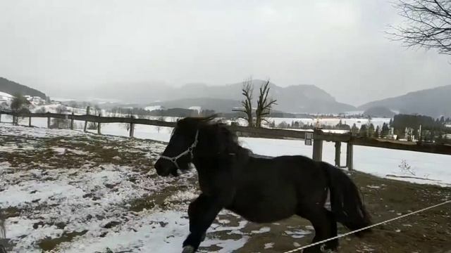Самые быстрые ПОНИ .Poni Klein. Пони тоже кони. смотреть онлайн