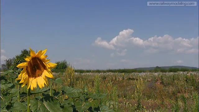 Bulgarian State Railways - DMU Class 10 and Sunflowers смотреть онлайн