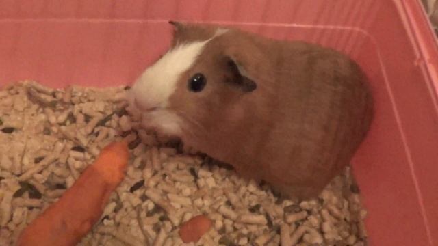 Я морская свинка