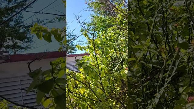 Día 24 Meditación alma próspera en aislamiento progresa creyendo existe solución para cada problema смотреть онлайн