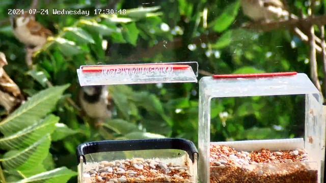 Воробьи в кормушке - детское питание уходит в первую очередь смотреть онлайн