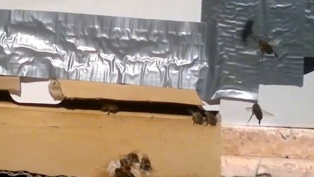 пчёлы живут в бумажном улье смотреть онлайн