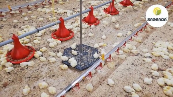 Весы для автоматического взвешивания птицы | Оборудование SAGRADA