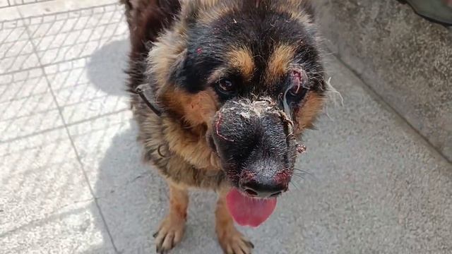 Тбилиси 🇬🇪 Грузия Приют Тамаза Элизбарашвили 🐕 💌 🍀 🙏 Paypal : Elizbarashvilidog@yahoo.com смотреть онлайн