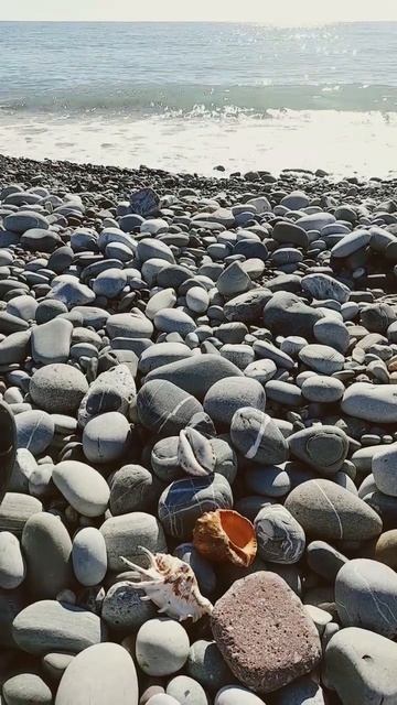 Ракушки на морском берегу смотреть онлайн