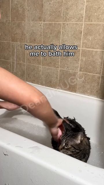 Pet Cleaning Bath Brush Makes Giving My Pets A Bath So Much Easier! #petbath #pets #cat #dog #ugc смотреть онлайн