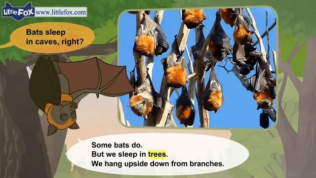 18. Meet the Animals 18 Flying Fox Wild Animals Little Fox Animated Stories for Kids смотреть онлайн