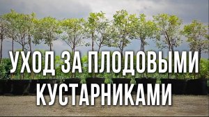 Плодовый сад. Плодовые кустарники - сорта. Плодовые кустарники на штамбе. Уход за плодовым садом.