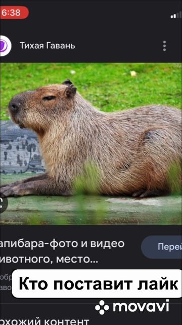 Капибара #топ #подпишись #контент #shortvideo #subscribe #уважать #правда смотреть онлайн