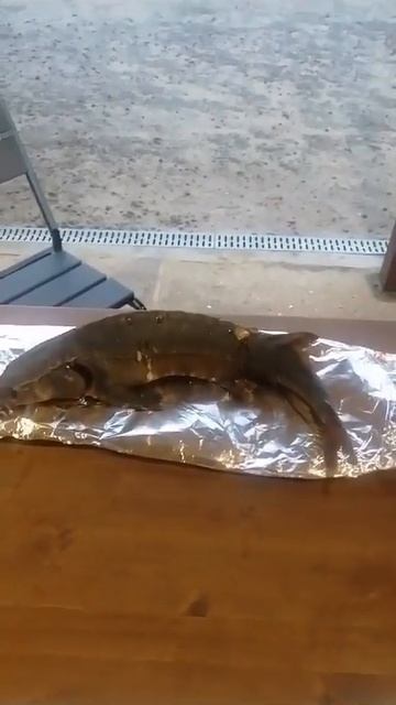 Вкуснейший копченый осетр от РК «Чайка».Услуга по ЧИСТКЕ и КОПЧЕНИИ рыбы. смотреть онлайн