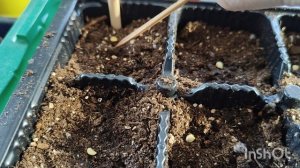 25 февраля, посев перца на рассаду