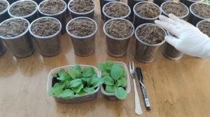 ПИКИРОВКА ПЕТУНИИ. ОТКРЫЛА ДЛЯ СЕБЯ ОТЛИЧНЫЙ ПРЕПАРАТ ДЛЯ РАССАДЫ.