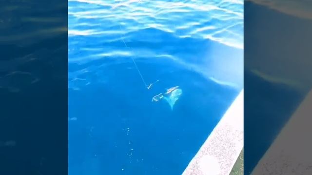 Акула воришка | Рыбалка| Японское море