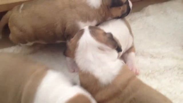 Miniature Bull Terrier Puppies - 3 Weeks Old смотреть онлайн