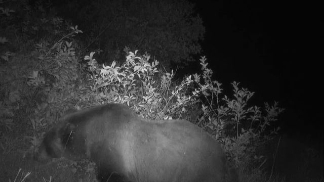 Grizzly enjoying a meal смотреть онлайн