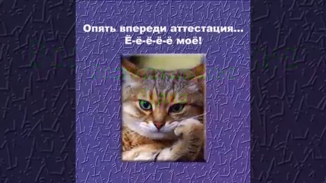 Кошачий детский сад смотреть онлайн