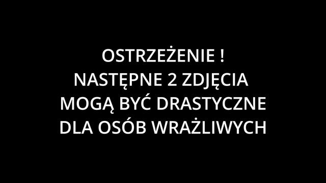 10 najbardziej jadowitych pająków na świecie смотреть онлайн