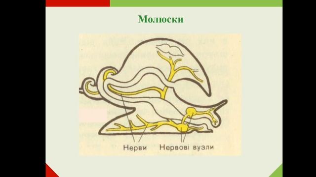 нервова система смотреть онлайн