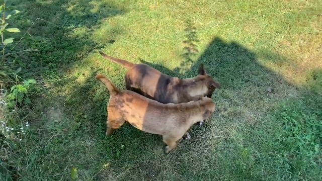 Mielőtt kutyát vennél - BULL TERRIER - 7 fontos szempont! DogCast TV! смотреть онлайн