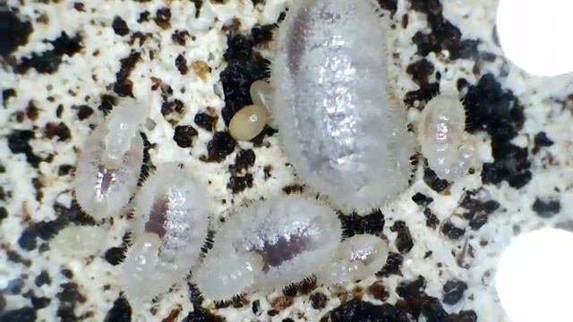 Harpegnathos venator: larve смотреть онлайн