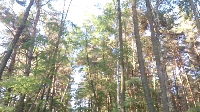 тишина и музыка летнего утра. смотреть онлайн