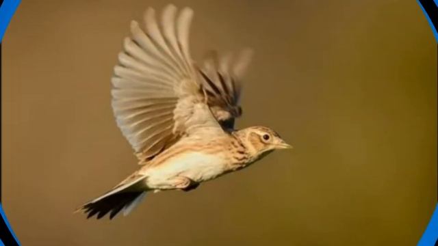 Г Диннику Жаворонок Mr. Dinniku Lark смотреть онлайн
