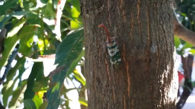 Spitzkopf Zikade (Fulgoromorpha) auf einem Mango Baum смотреть онлайн
