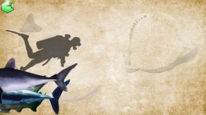 Sharks Size Comparison