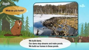 25. Meet the Animals  Beaver  Rodents  Wildlife Animals  Kindergarten