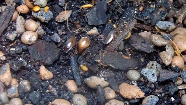 10 Minuten mit Blaberidae sp. Kenya смотреть онлайн