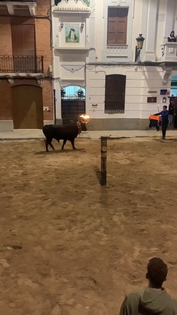El Toro #eltoro #toro #españa #испания #corrida #бык #быки #spain #испания2024 смотреть онлайн