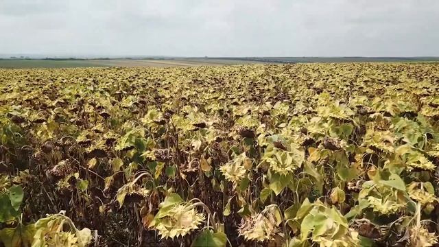 ЕС ДЖАНИС - най-добивният CLP хибрид в България смотреть онлайн