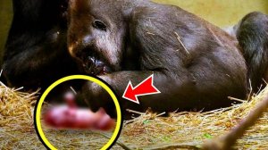 ГОРИЛЛА Родила РЕДКОГО Детёныша – То, что Случилось ДАЛЬШЕ, Вас Удивит!