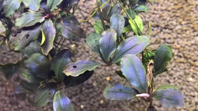 Bucephalandra sp."Theia pearl midnight blue" смотреть онлайн