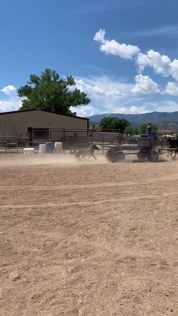 Tally Ho Shires Training - Shadow 6/26/2020 смотреть онлайн