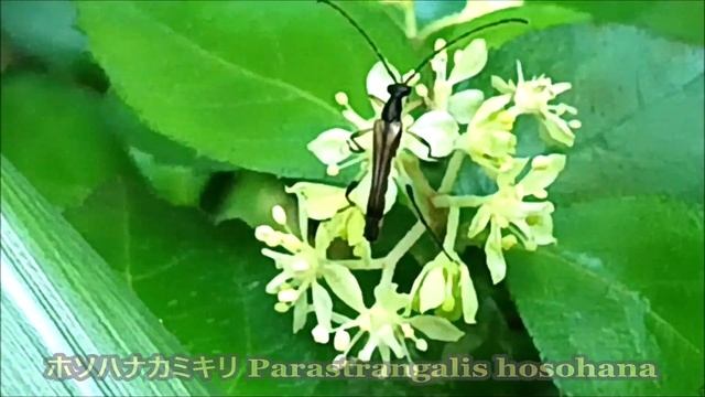 4月の南薩の小さな虫たち,No 12 鹿児島市喜入町のモンキタマムシほか🌸🦋🐞指宿市開聞,南九州市頴娃町,鹿児島市喜入町🐛2023 4 22～23 Small insects in the N смотреть онлайн