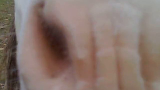 Beautiful Mini Stallion