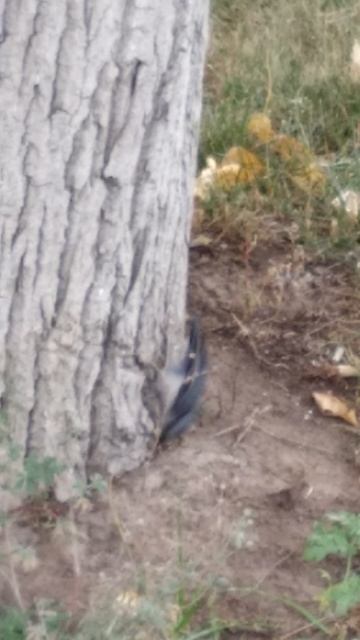 Поползень, обыкновенный поползень (Sitta Europaea)