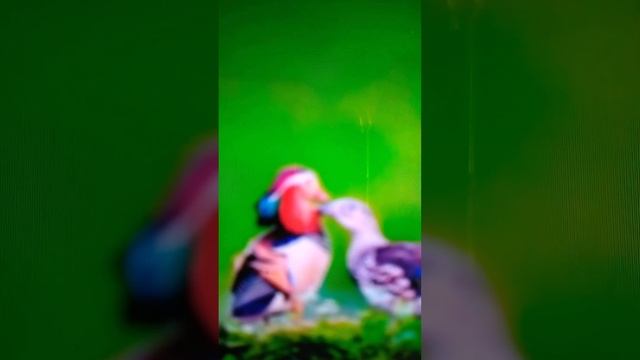 Послушайте, как птицы райские поют!🐦🎶🎸( пение птиц лечит наши души! авт исп.) смотреть онлайн