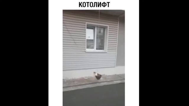 Котолифт смотреть онлайн
