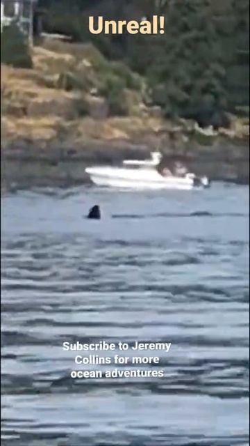 MASSIVE FIN! Quadra Island Canada. #shark #monster #seamonster #scary #boat #ocean #new #orca #fish смотреть онлайн