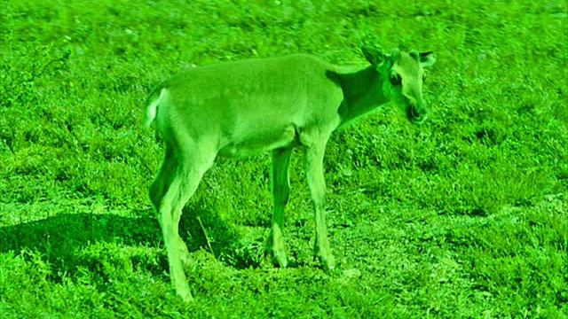 THE NIGHTMARES - Renny the Radioactive Reindeer смотреть онлайн