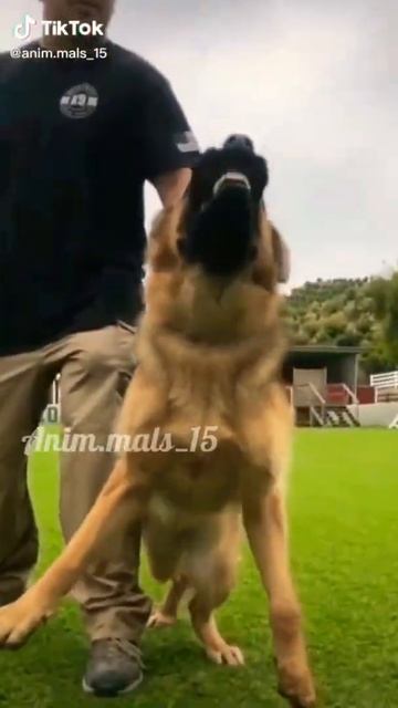 немецкая овчарка ребята сегодня не будет видео потому что всю ночь не спала смотреть онлайн