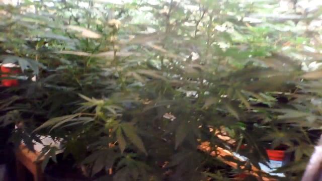Medical marijuana induction grow light смотреть онлайн