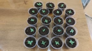 Эустома выращивание из семян от А до Я