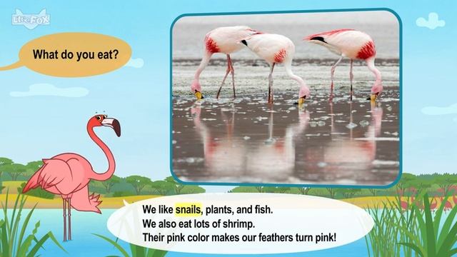 23. Meet the Animals Flamingo Birds Stories for Kindergarten смотреть онлайн