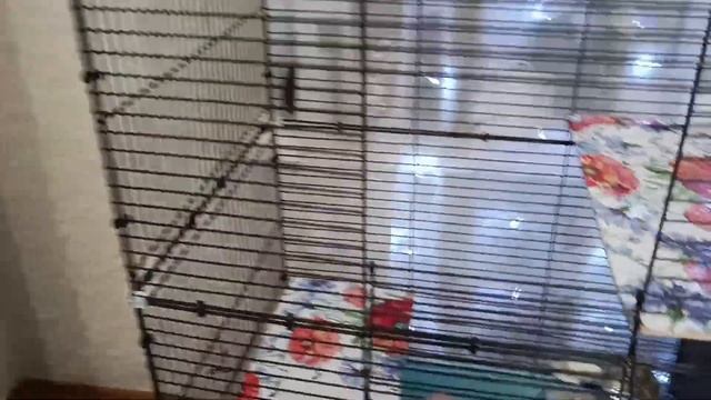 КРЫСКИ: Уборка клетки крысок. смотреть онлайн